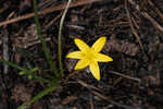 Fringed yellow star-grass